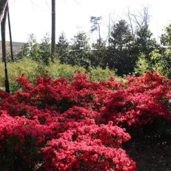 Shrubs Azalea Kurume 'Christmas Cheer'