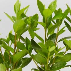 Shrubs Azalea Kurume Kirin