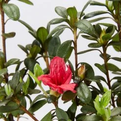 Shrubs Azalea Kurume 'Christmas Cheer'