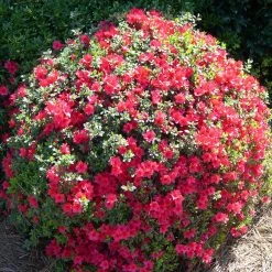 Shrubs Azalea Kurume 'Christmas Cheer'