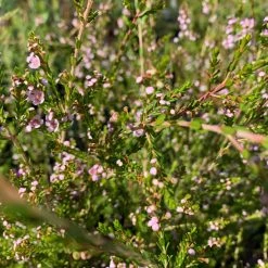 Shrubs Thryptomene Saxicola F.C. Payne
