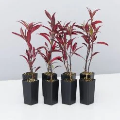 Shrubs Barleria Obtusa 'Purple Gem'