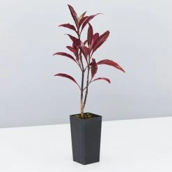 Shrubs Barleria Obtusa 'Purple Gem'