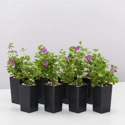 Shrubs Full Sun Bacopa Scopia Gulliver Violet