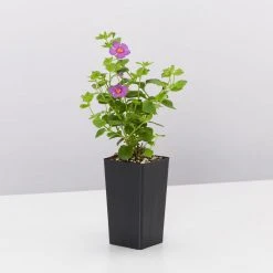 Shrubs Full Sun Bacopa Scopia Gulliver Violet