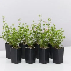 Shrubs Bacopa Scopia Sky Blue