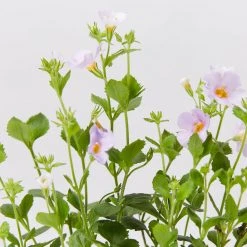 Shrubs Bacopa Scopia Sky Blue