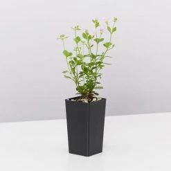 Shrubs Bacopa Scopia Sky Blue