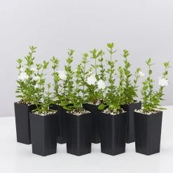 Shrubs Full Sun Bacopa Scopia Double Snowball