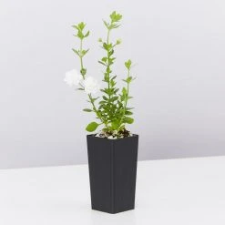 Shrubs Full Sun Bacopa Scopia Double Snowball