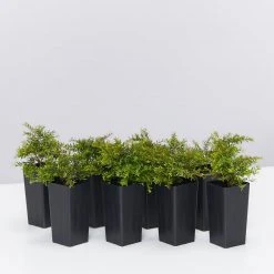 Shrubs Baeckea Virgata Minima