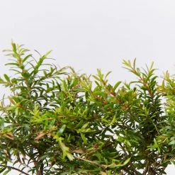 Shrubs Baeckea Virgata Minima