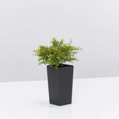 Shrubs Baeckea Virgata Minima