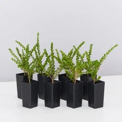 Shrubs Baeckea Mount Tozer