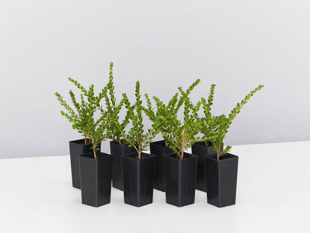 Shrubs Baeckea Mount Tozer 3 Shrubs Baeckea Mount Tozer