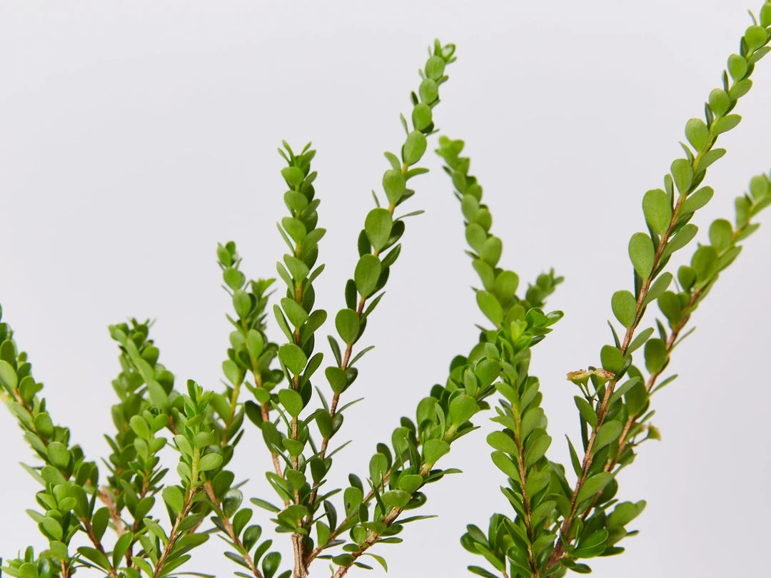 Shrubs Baeckea Mount Tozer 4 Shrubs Baeckea Mount Tozer