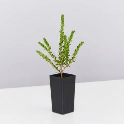 Shrubs Baeckea Mount Tozer 10 Shrubs Baeckea Mount Tozer