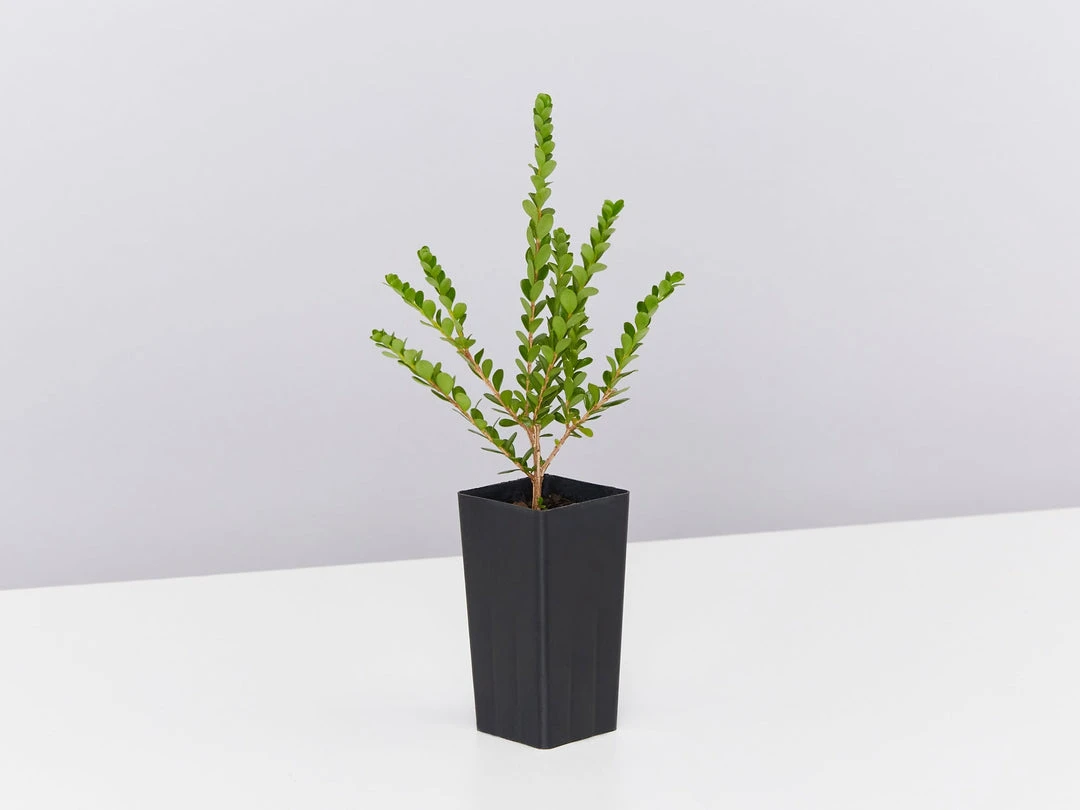 Shrubs Baeckea Mount Tozer 5 Shrubs Baeckea Mount Tozer