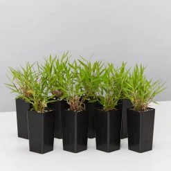 Hedge Shrubs Bambusa Pogonatherum Paniceum