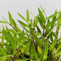 Hedge Shrubs Bambusa Pogonatherum Paniceum