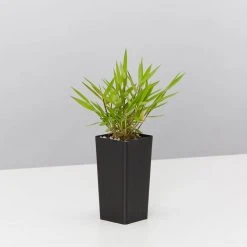 Hedge Shrubs Bambusa Pogonatherum Paniceum