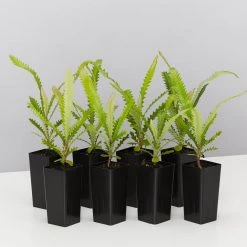 Shrubs Old Man Banksia (Banksia Serrata)