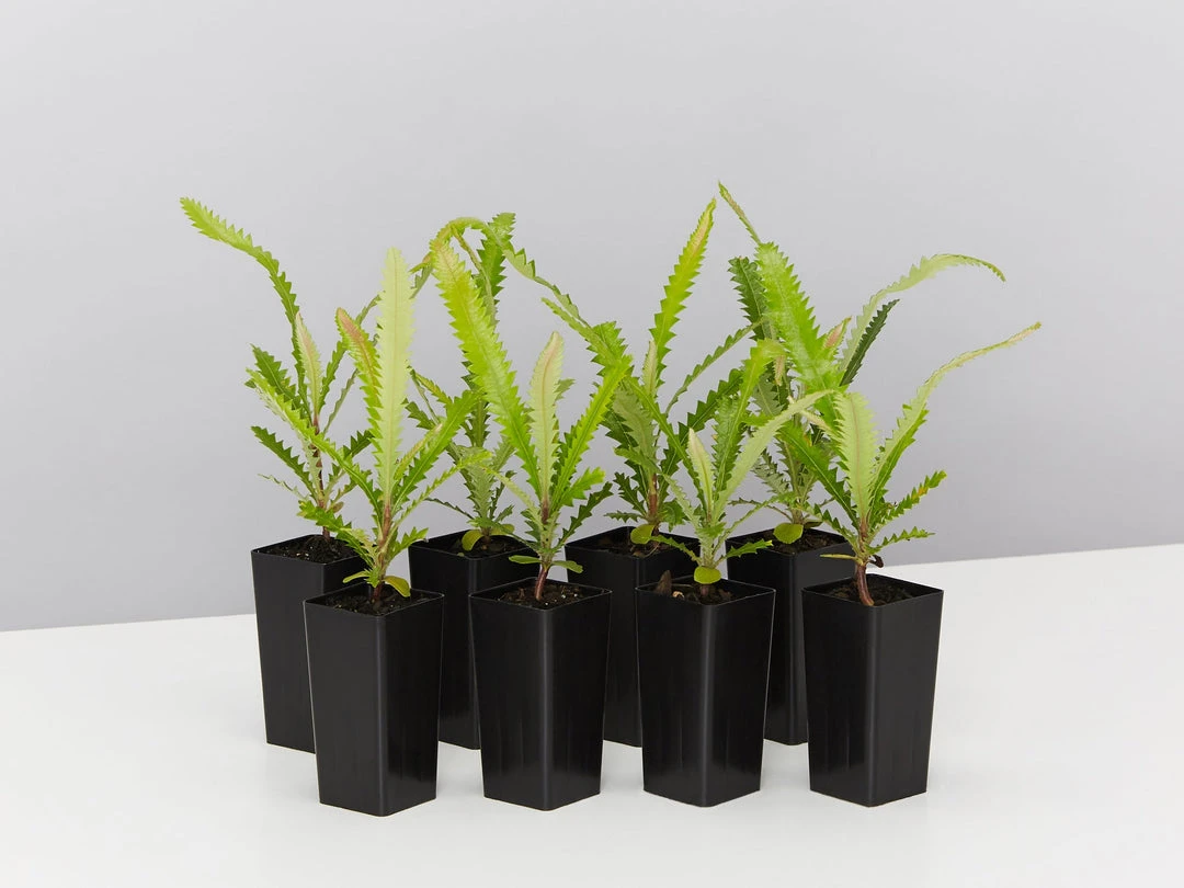 Shrubs Old Man Banksia (Banksia Serrata) 3 Shrubs Old Man Banksia (Banksia Serrata)