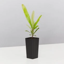 Shrubs Old Man Banksia (Banksia Serrata) 8 Shrubs Old Man Banksia (Banksia Serrata)