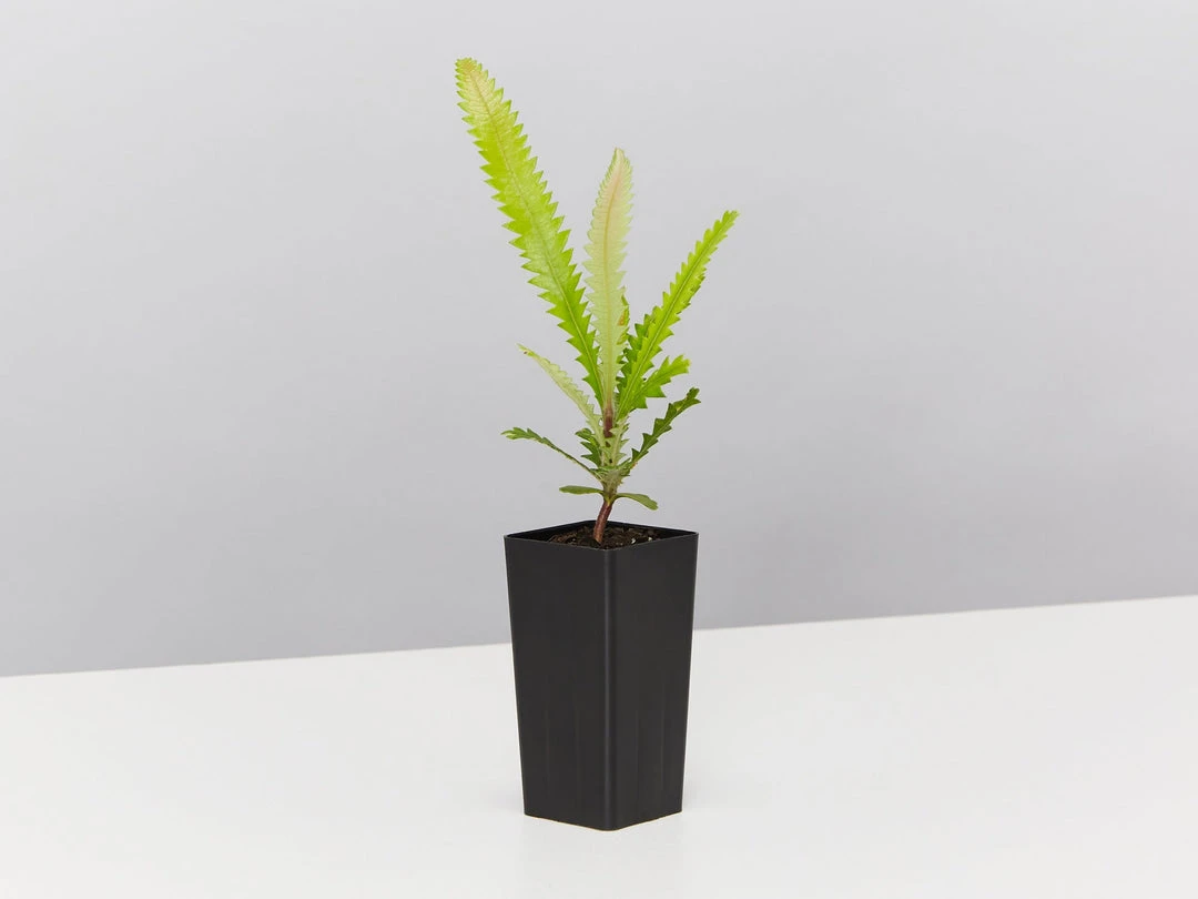 Shrubs Old Man Banksia (Banksia Serrata) 5 Shrubs Old Man Banksia (Banksia Serrata)