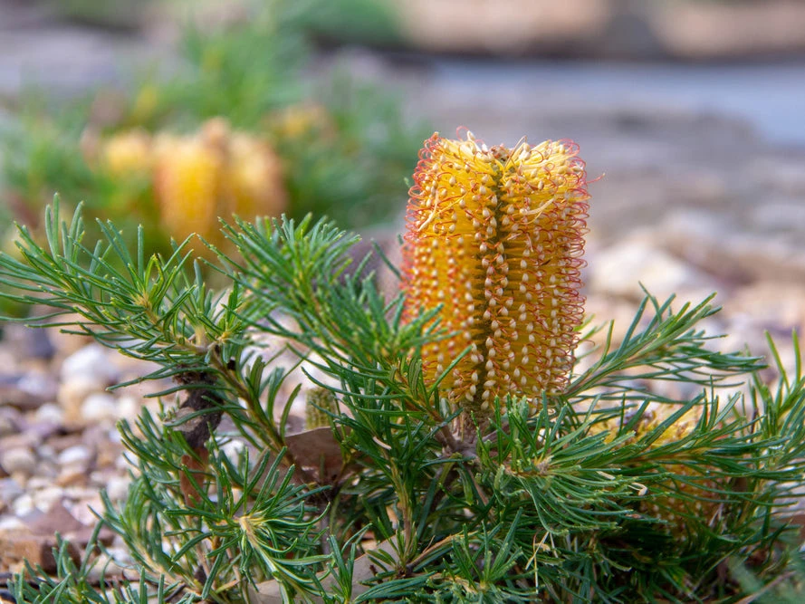 Shrubs Banksia Spinulosa 3 Shrubs Banksia Spinulosa