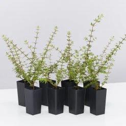 Shrubs Bauera Rubioides Hedging Plants