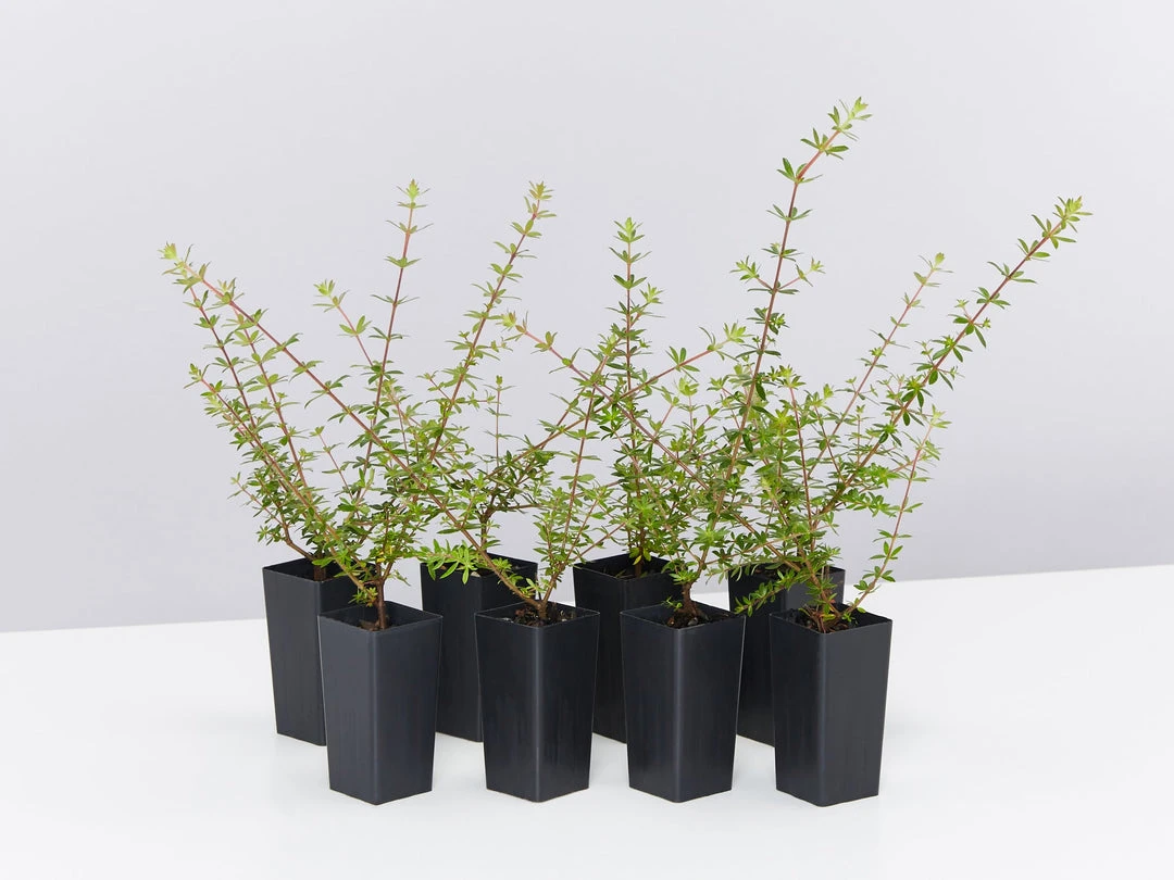 Shrubs Bauera Rubioides Hedging Plants 3 Shrubs Bauera Rubioides Hedging Plants