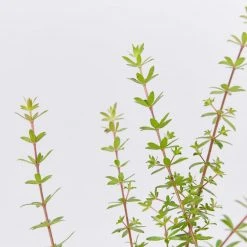 Shrubs Bauera Rubioides Hedging Plants 9 Shrubs Bauera Rubioides Hedging Plants