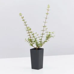 Shrubs Bauera Rubioides Hedging Plants 10 Shrubs Bauera Rubioides Hedging Plants