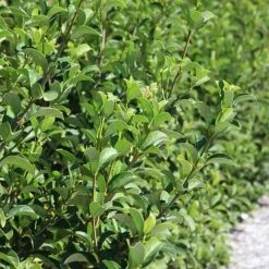 Hedge Viburnum Odoratissimum 'Sweet Viburnum' Screening Plant Pack Hedging Plants 11 Hedge Viburnum Odoratissimum 'Sweet Viburnum' Screening Plant Pack Hedging Plants