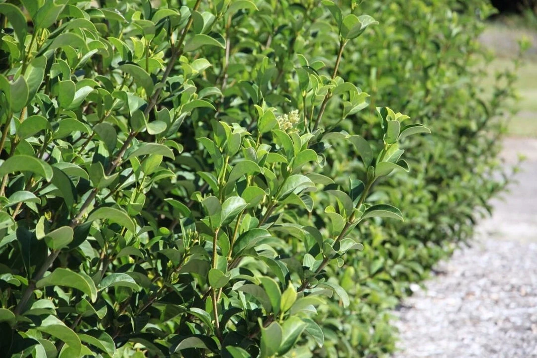 Hedge Viburnum Odoratissimum 'Sweet Viburnum' Screening Plant Pack Hedging Plants 6 Hedge Viburnum Odoratissimum 'Sweet Viburnum' Screening Plant Pack Hedging Plants