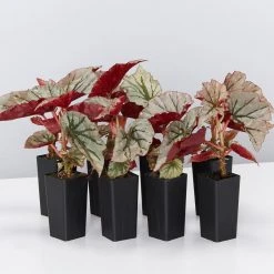 Indoor Garden Begonia Rex Looking Glass