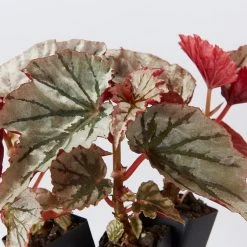 Indoor Garden Begonia Rex Looking Glass - 85mm Border Plants