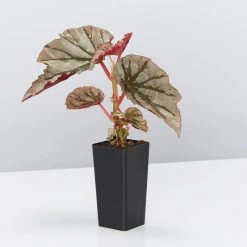 Indoor Garden Begonia Rex Looking Glass