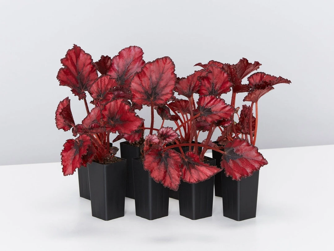 Indoor Garden Border Plants Begonia Rex Red Robin 3 Indoor Garden Border Plants Begonia Rex Red Robin