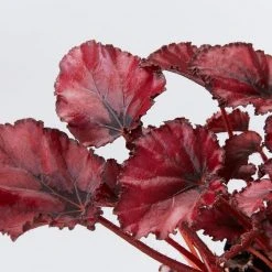Indoor Garden Border Plants Begonia Rex Red Robin