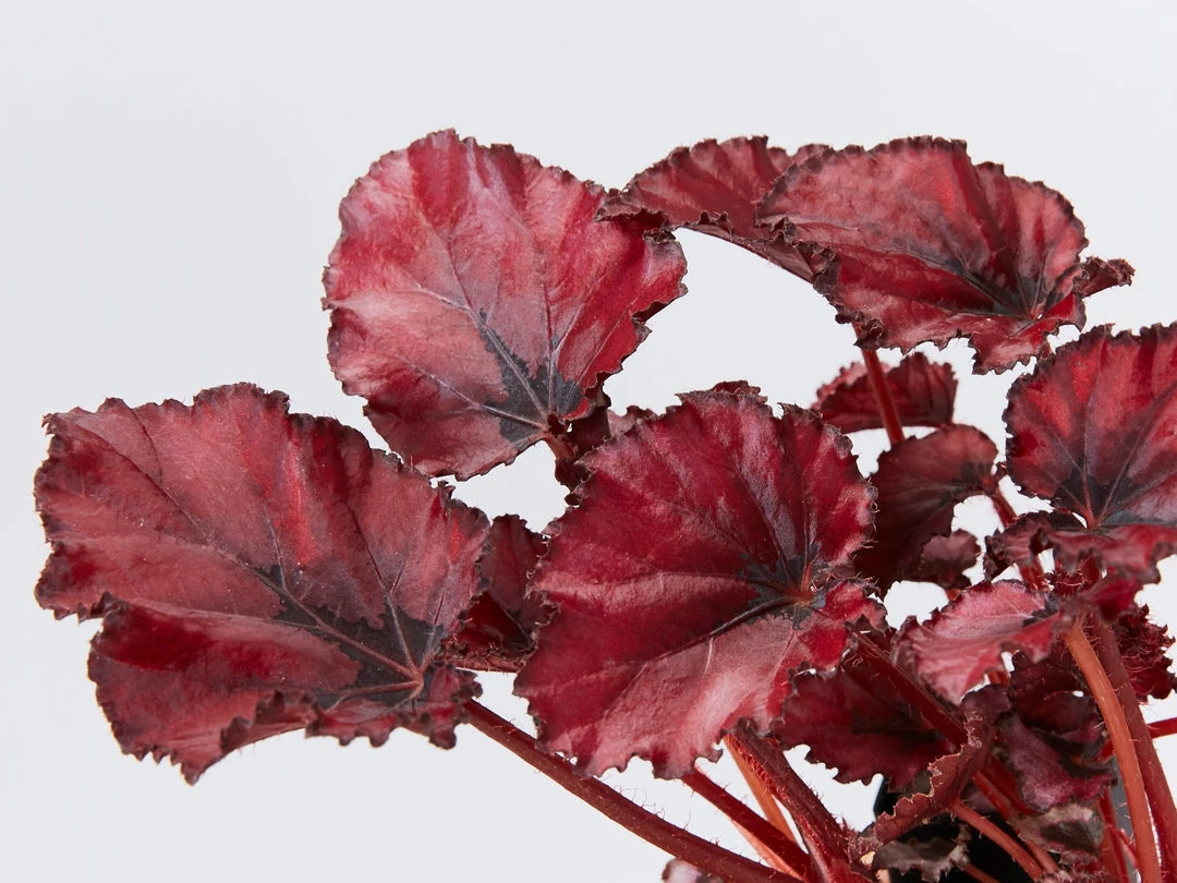 Indoor Garden Border Plants Begonia Rex Red Robin 4 Indoor Garden Border Plants Begonia Rex Red Robin