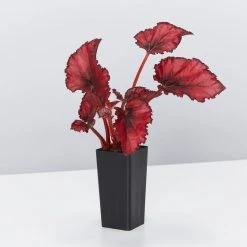 Indoor Garden Border Plants Begonia Rex Red Robin 9 Indoor Garden Border Plants Begonia Rex Red Robin