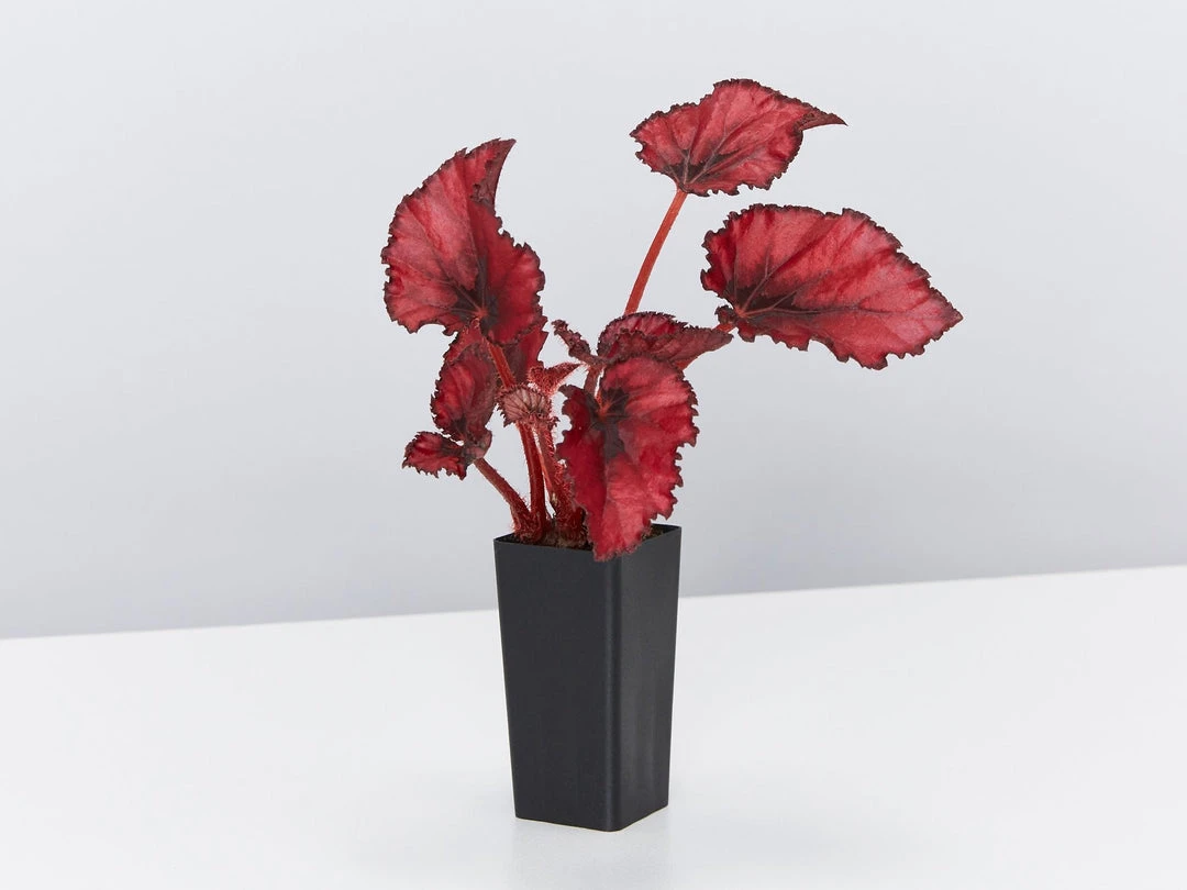 Indoor Garden Border Plants Begonia Rex Red Robin 5 Indoor Garden Border Plants Begonia Rex Red Robin