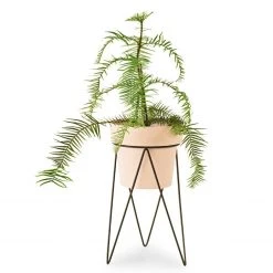 Bendo Plant Stakes & Stands 'PLANT' Indoor Plant Stand & Medium Pot Bundle 19 Bendo Plant Stakes & Stands 'PLANT' Indoor Plant Stand & Medium Pot Bundle