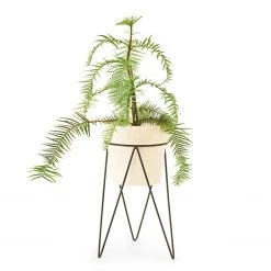 Bendo Plant Stakes & Stands 'PLANT' Indoor Plant Stand & Medium Pot Bundle 24 Bendo Plant Stakes & Stands 'PLANT' Indoor Plant Stand & Medium Pot Bundle