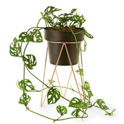 Bendo Plant Stakes & Stands 'PLANT' Indoor Plant Stand & Medium Pot Bundle 20 Bendo Plant Stakes & Stands 'PLANT' Indoor Plant Stand & Medium Pot Bundle