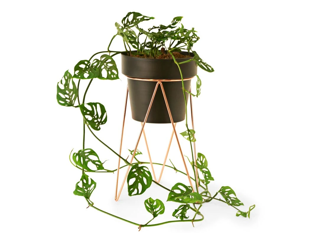 Bendo Plant Stakes & Stands 'PLANT' Indoor Plant Stand & Medium Pot Bundle 8 Bendo Plant Stakes & Stands 'PLANT' Indoor Plant Stand & Medium Pot Bundle