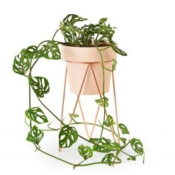 Bendo Plant Stakes & Stands 'PLANT' Indoor Plant Stand & Medium Pot Bundle 17 Bendo Plant Stakes & Stands 'PLANT' Indoor Plant Stand & Medium Pot Bundle