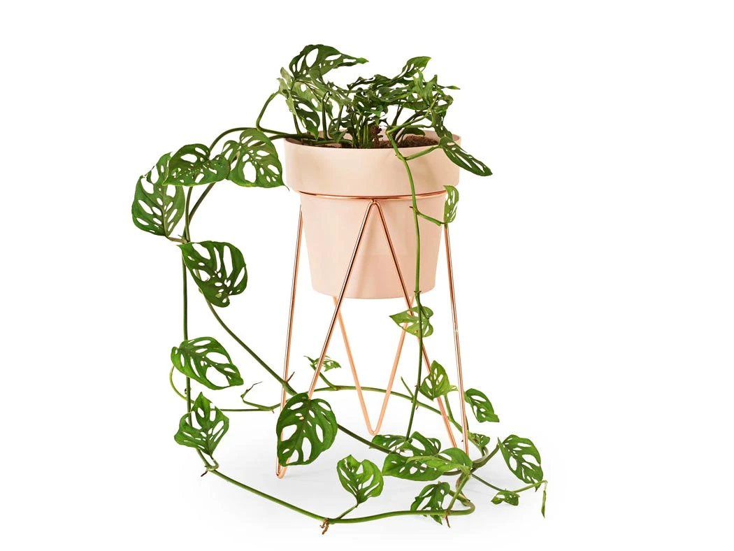 Bendo Plant Stakes & Stands 'PLANT' Indoor Plant Stand & Medium Pot Bundle 5 Bendo Plant Stakes & Stands 'PLANT' Indoor Plant Stand & Medium Pot Bundle